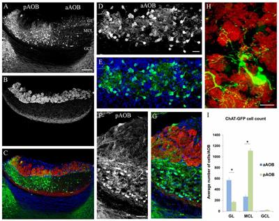 Dichotomous Distribution of Putative Cholinergic Interneurons in Mouse Accessory Olfactory Bulb